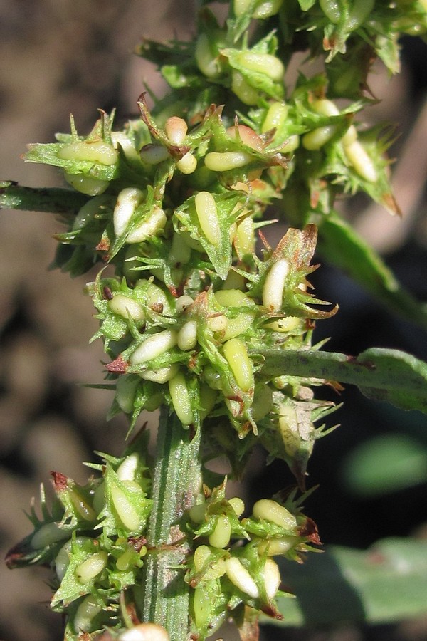 Image of genus Rumex specimen.