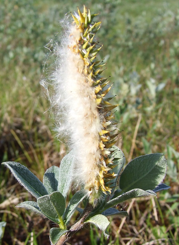 Image of Salix lanata specimen.