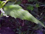 Campanula rapunculoides. Стеблевой лист. Иркутская область, г. Усть-Кут, в городской черте. 08.08.2009.