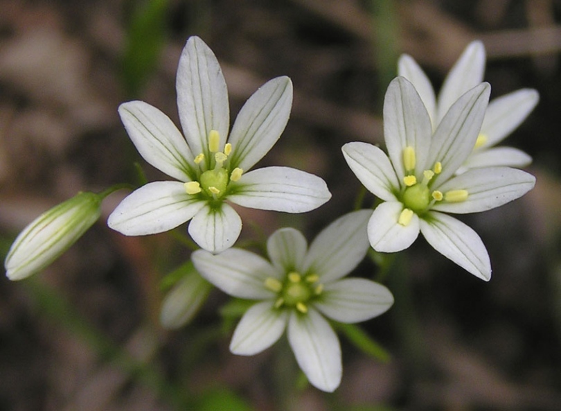 Image of Lloydia triflora specimen.