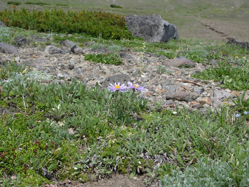 Image of Aster alpinus specimen.