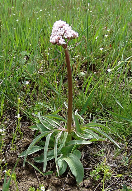 Image of Valeriana tuberosa specimen.