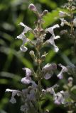 Nepeta nuda. Соцветие. Белгородская обл., с. Хотмыжск. 02.07.2009.