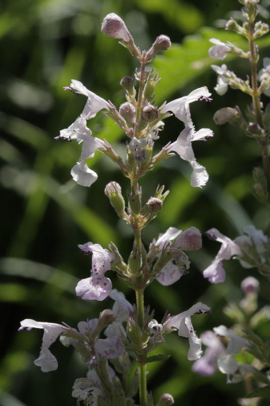 Изображение особи Nepeta nuda.