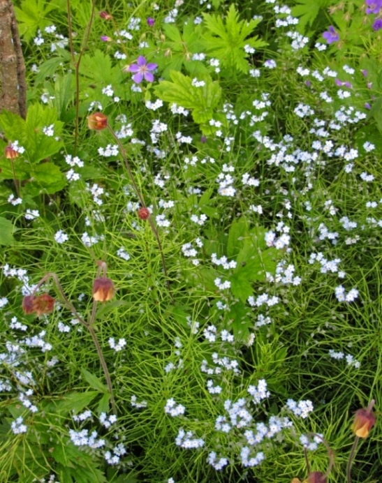 Изображение особи Myosotis decumbens.