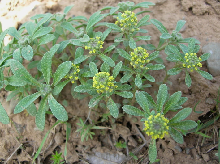 Изображение особи род Alyssum.