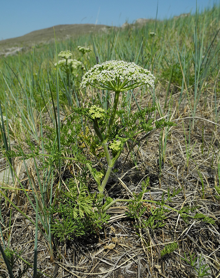 Изображение особи Peucedanum puberulum.