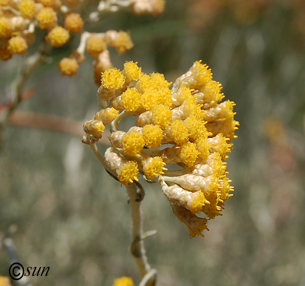 Изображение особи Helichrysum italicum.