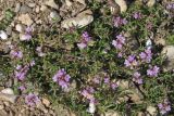 Thymus tauricus. Цветущее растение. Западный Крым, южный берег Сакского озера. 23 мая 2015 г.