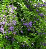 Duranta erecta