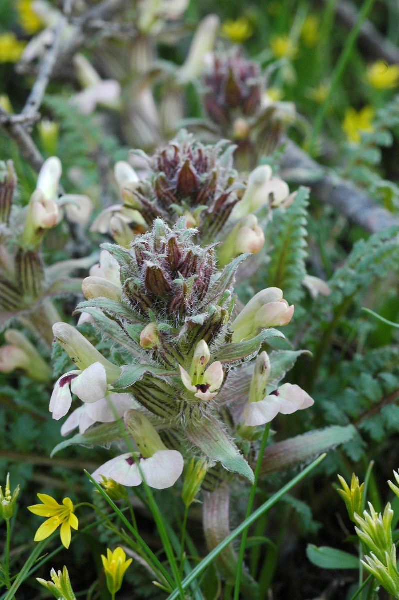 Image of Pedicularis semenowii specimen.
