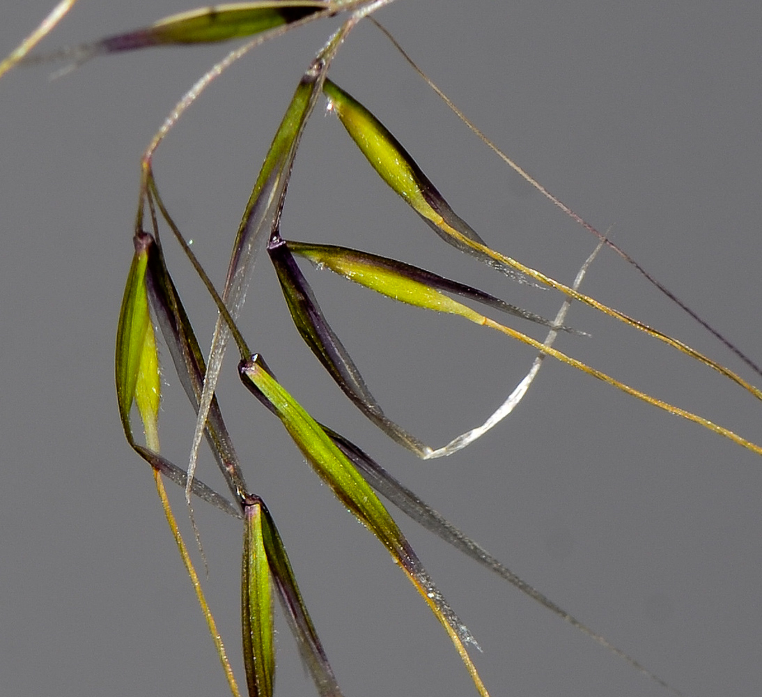 Image of Stipellula parviflora specimen.