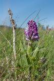 Orchis militaris. Расцветающее растение и остатки сухого прошлогоднего генеративного побега. Ленинградская обл., Волосовский р-н, суходольный луг на известняке. 07.06.2015.