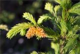 Picea obovata