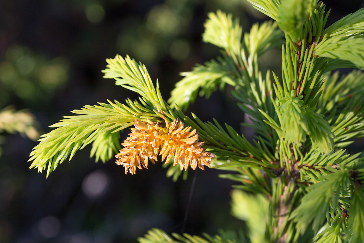 Изображение особи Picea obovata.