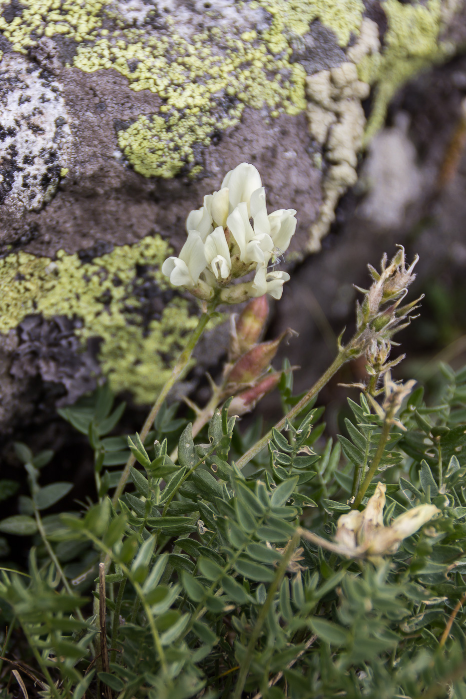 Изображение особи Oxytropis sordida.