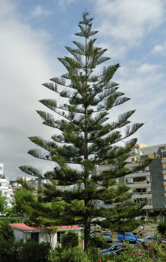 Image of Araucaria heterophylla specimen.