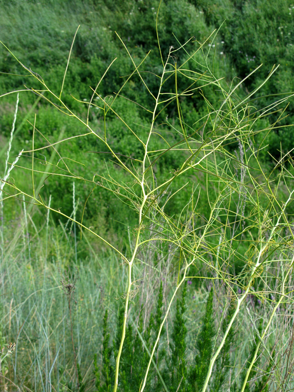 Изображение особи Sisymbrium altissimum.