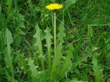 род Taraxacum. Цветущее растение. Иркутская обл., окр. г. Иркутска. 26.05.2014.