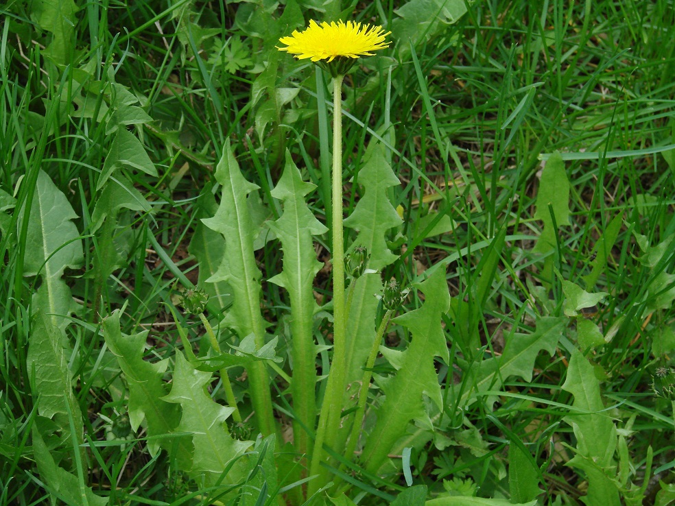 Изображение особи род Taraxacum.