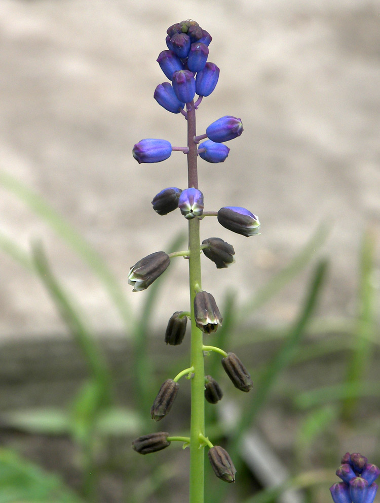 Image of Bellevalia dubia specimen.