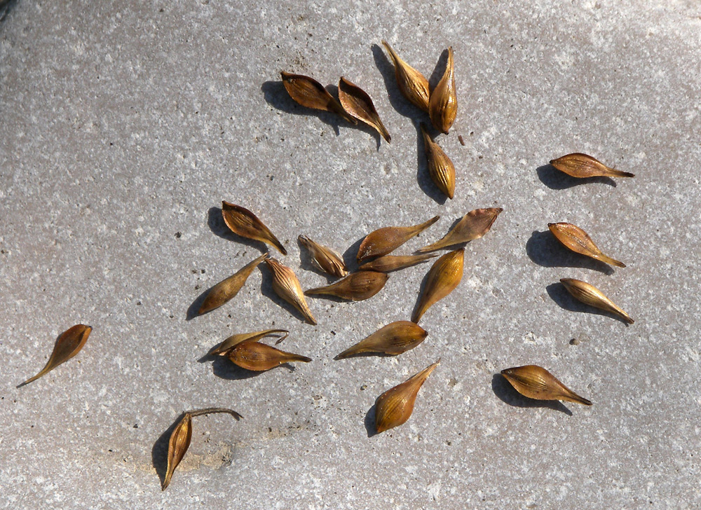 Image of Carex hordeistichos specimen.