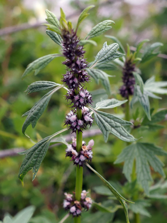 Изображение особи Leonurus turkestanicus.