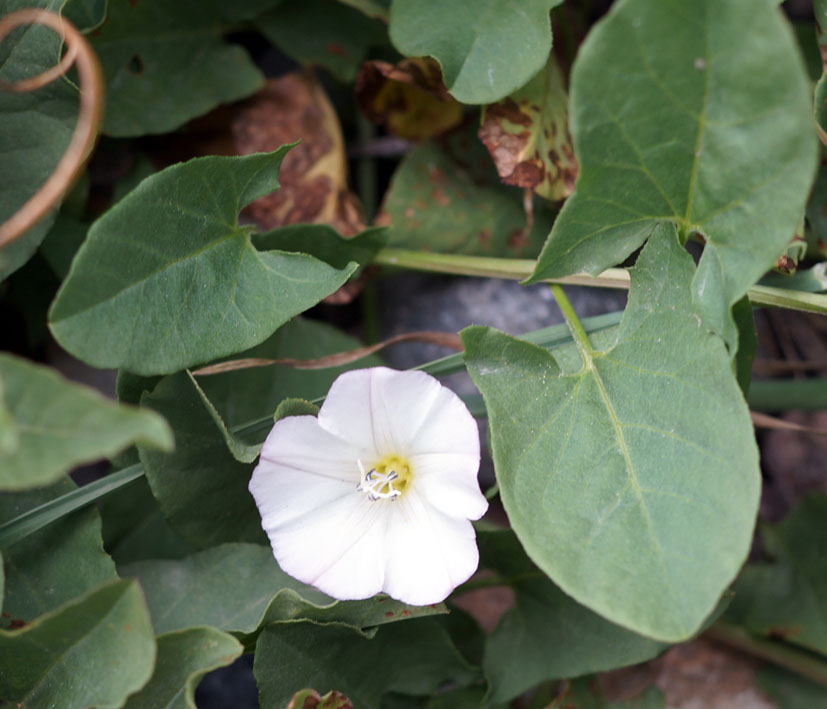 Image of Convolvulus arvensis specimen.