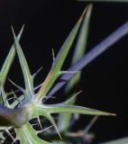 Eryngium creticum. Стеблевой лист. Израиль, Голанские высоты, перекрёсток Вассет, пустырь у дороги. 16.06.2015.