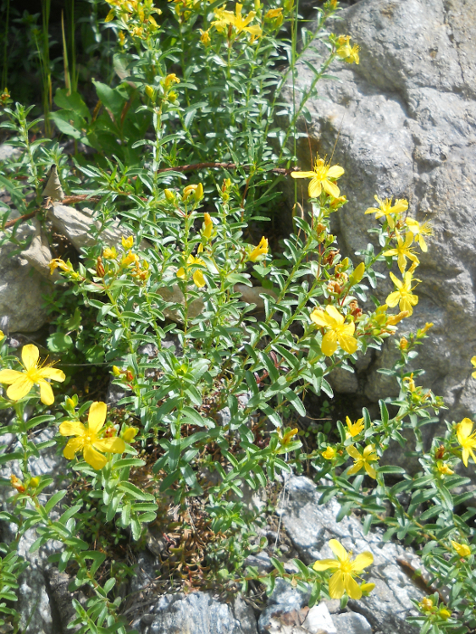 Image of Hypericum orientale specimen.