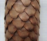 Picea abies