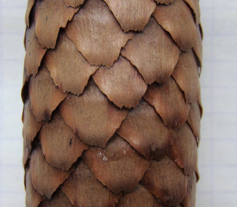 Изображение особи Picea abies.