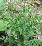 Agrimonia asiatica