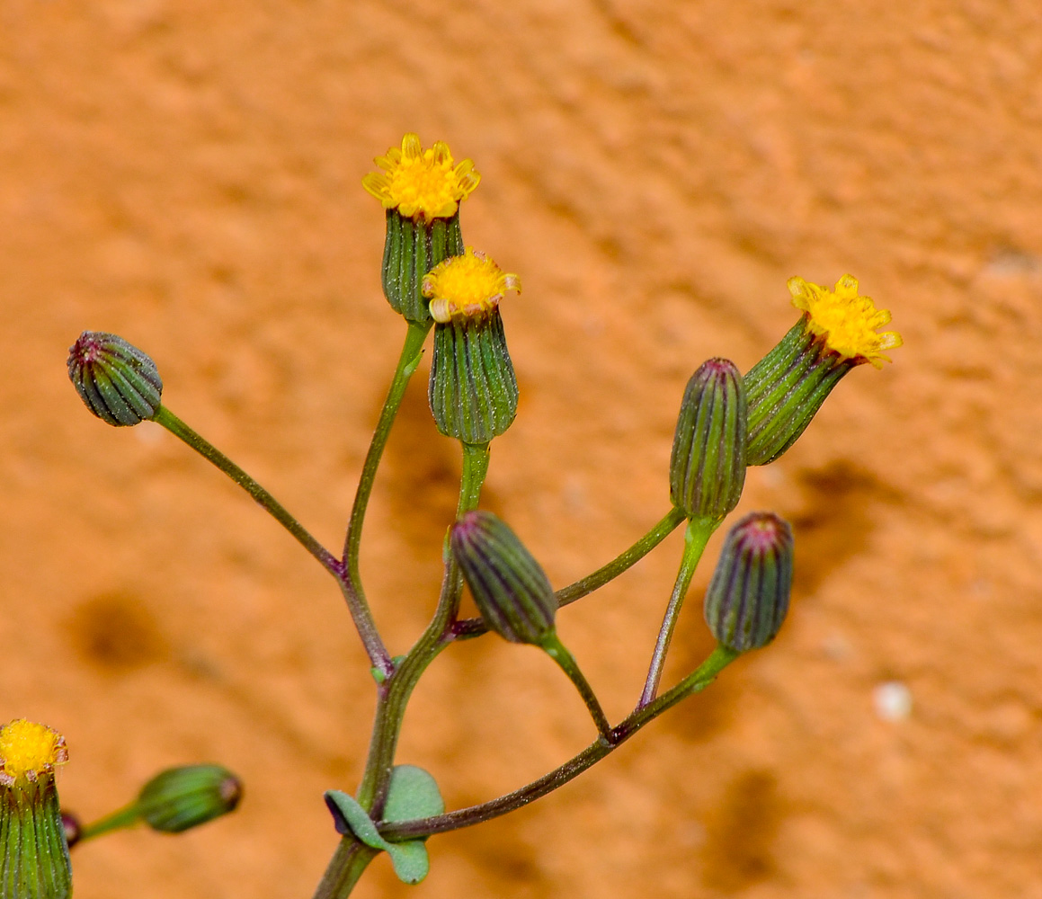 Изображение особи Senecio flavus.