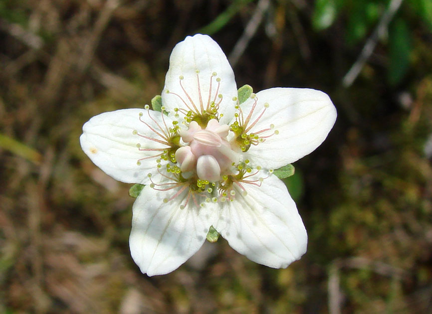 Image of Parnassia palustris specimen.