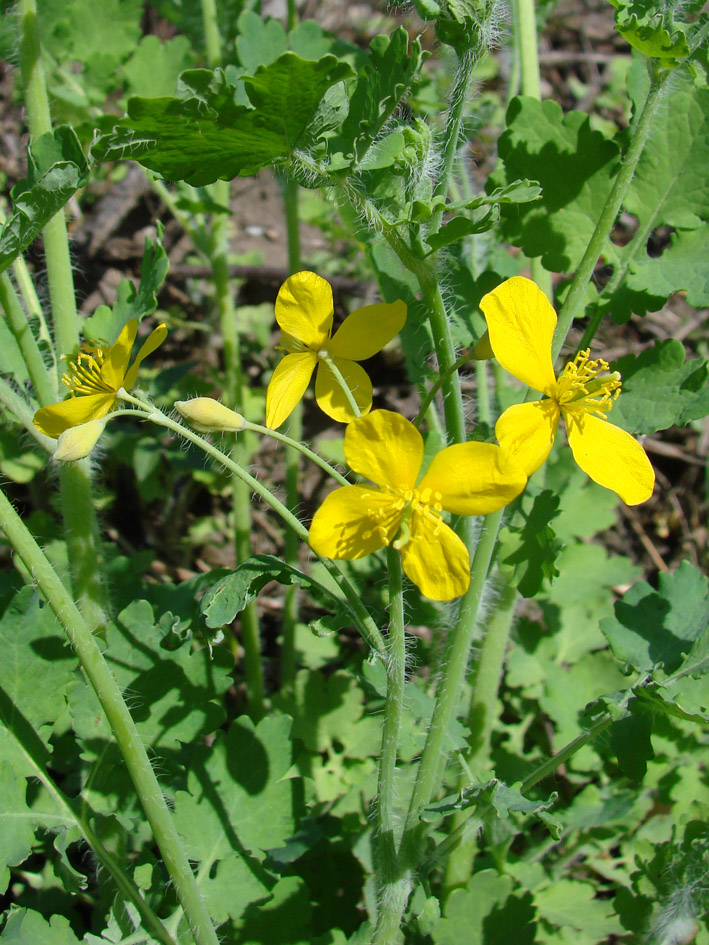 Изображение особи Chelidonium majus.