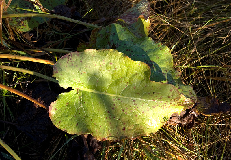 Image of Rumex confertus specimen.