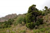 Juniperus turkestanica