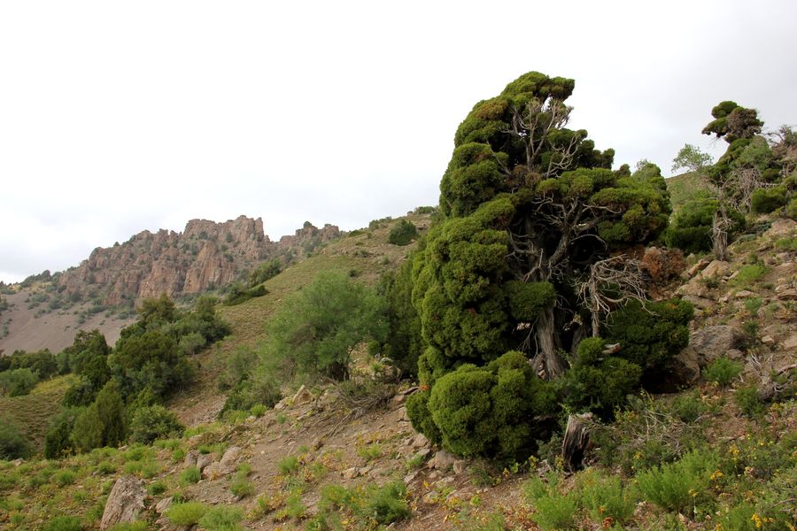 Изображение особи Juniperus turkestanica.