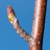 Betula pubescens. Часть побега. Ростовская обл., Неклиновский р-н, Новобессергеневское с/п, в озеленении возле АГЗС. 30.03.2016.