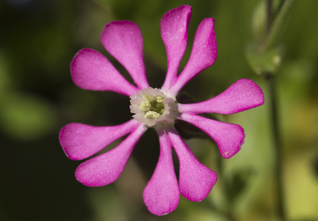 Изображение особи Silene colorata.