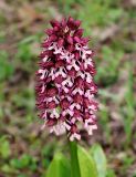 Orchis purpurea subspecies caucasica