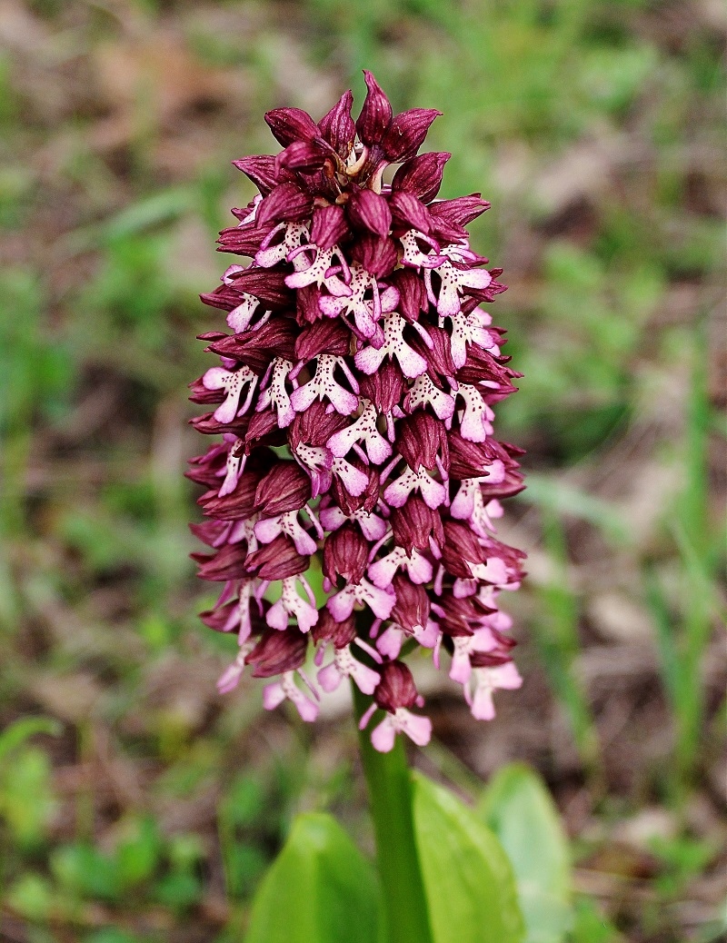 Image of Orchis purpurea ssp. caucasica specimen.