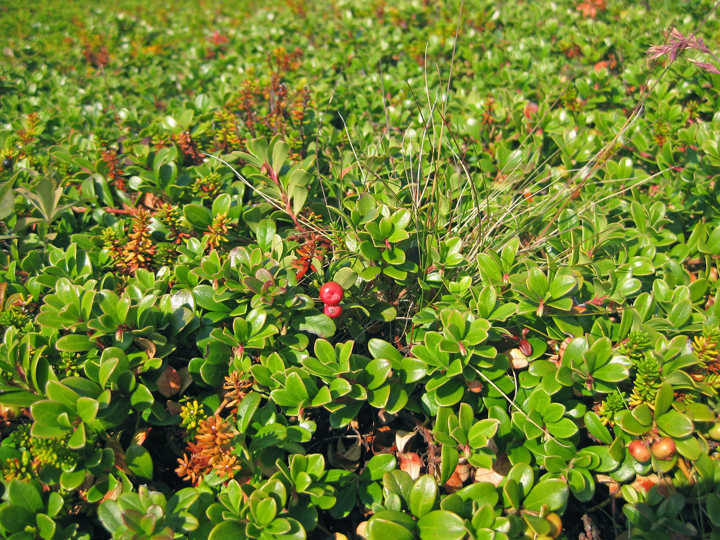 Изображение особи Arctostaphylos uva-ursi.