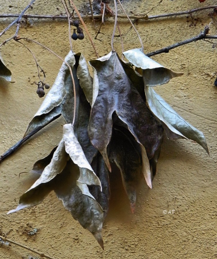 Image of Parthenocissus tricuspidata specimen.