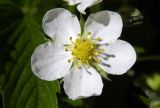 Fragaria campestris