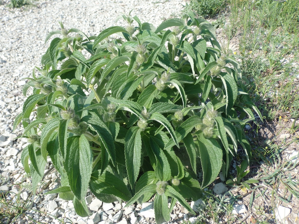 Image of Phlomis taurica specimen.