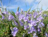 Veronica multifida