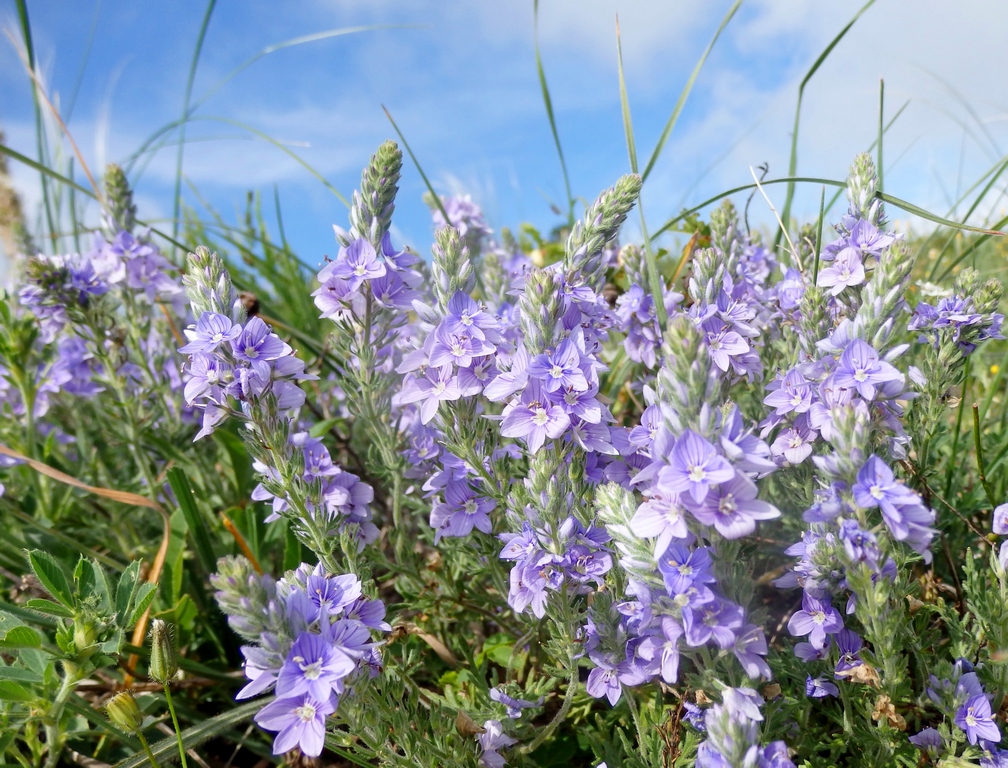 Изображение особи Veronica multifida.