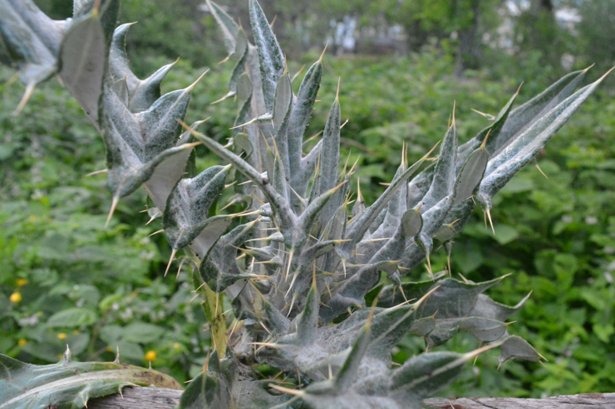 Изображение особи семейство Asteraceae.